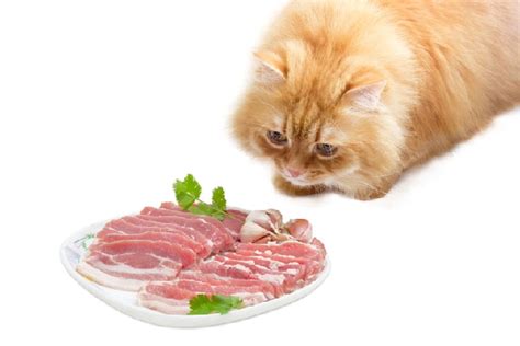 Can Cats Eat Uncooked Bacon