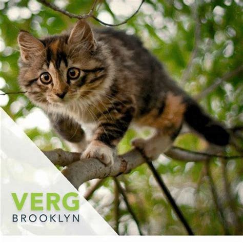 Can Cats Get Back Down From Trees