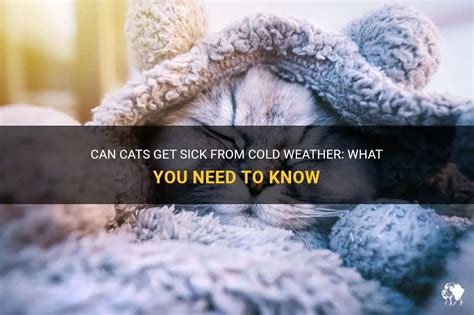 Can Cats Get Sick From Being Outside In The Cold