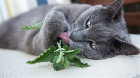 Can Cats Get Sick From Eating Too Much Catnip