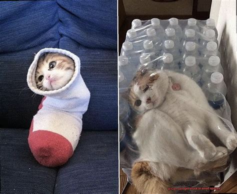 Can Cats Get Stuck In Small Spaces