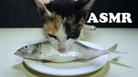 can cats have fish oil