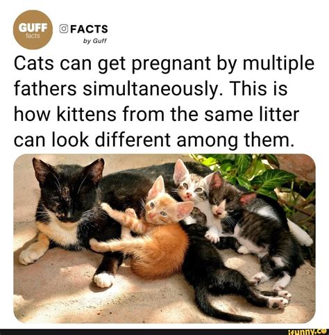 Can Cats Have Multiple Dads