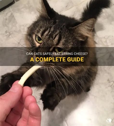 Can Cats Have String Cheese