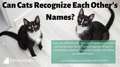 Can Cats Recognize Each Other