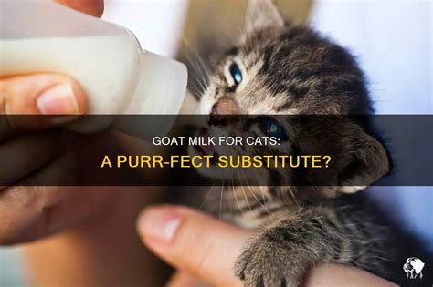 Can Cats Survive On Milk