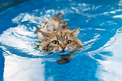 can cats swim in water