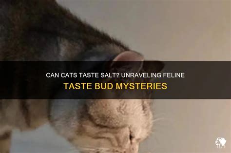 Can Cats Taste Salt