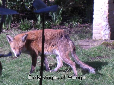 Can Cattle Get Mange From Foxes