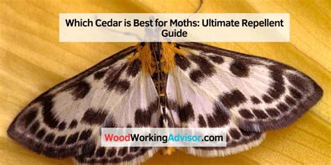 Can Cedar Repel Moths