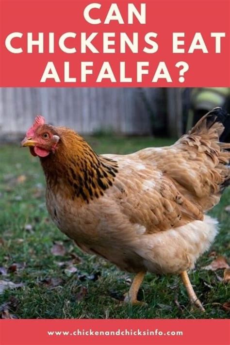 can chickens eat alfalfa pellets