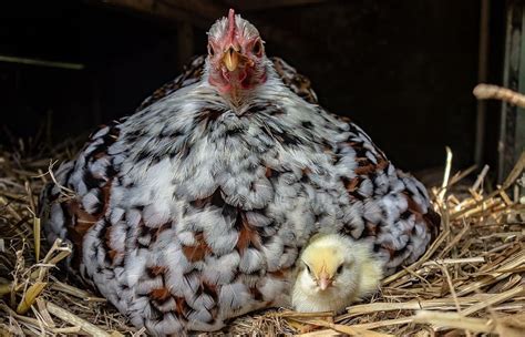 can chickens have babies without a rooster
