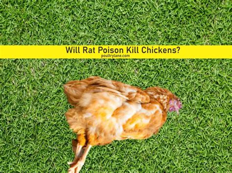 Can Chickens Kill A Rat