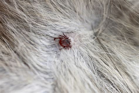 Can Chiggers Live Inside