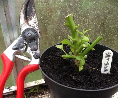 Can Chilli Plants Be Pruned