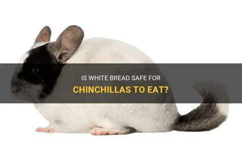 9 Things can chinchillas eat bread critical insights for pets