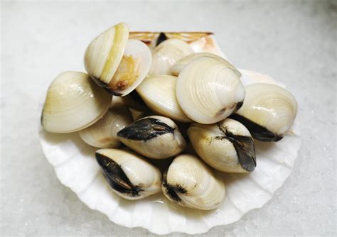 Can Clams In Shell Be Frozen