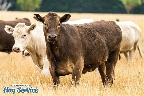 can cows eat alfalfa hay