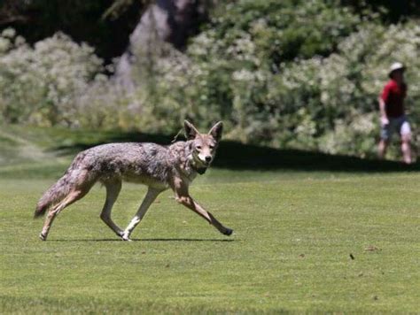 can coyotes be relocated