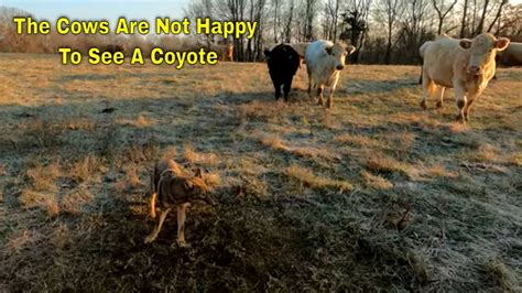 can coyotes eat cows