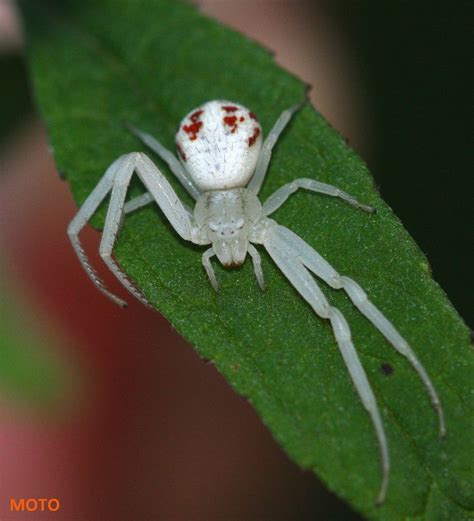 Can Crab Spiders Jump