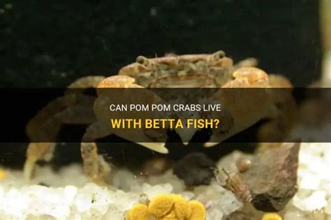 Can Crabs Live With Fish