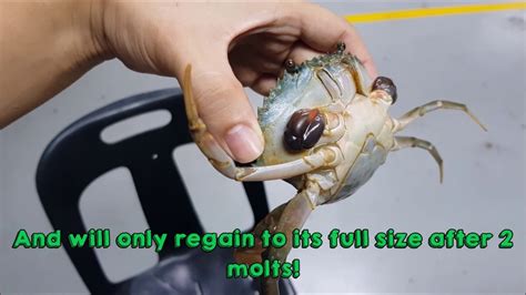 can crabs regrow limbs