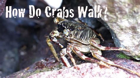 Can Crabs Walk Forward