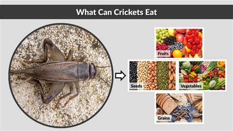 Can Crickets Eat Lemons