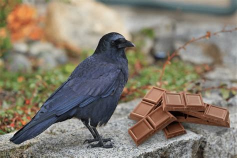 can crows eat chocolate