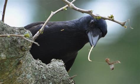 can crows solve problems