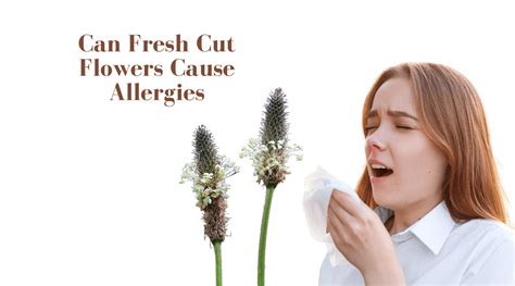 Can Cut Flowers Trigger Allergies