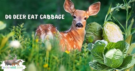 can deer eat cabbage