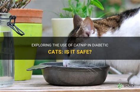 Can Diabetic Cats Have Catnip