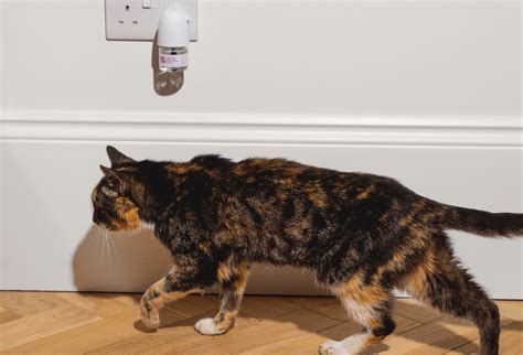 Can Diffusers Kill Cats