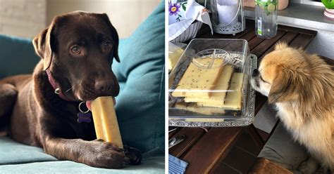 Can Dog Eats Cheese