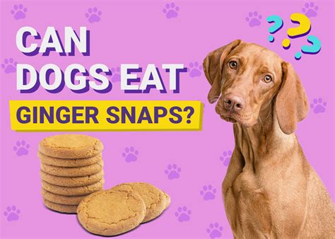 Can Dog Have Ginger Snaps