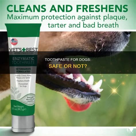 Can Dog Have Toothpaste