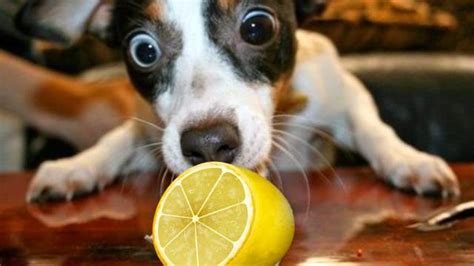Can Dog Lick Lime