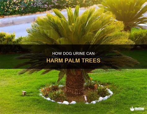 Can Dog Pee Kill A Palm Tree