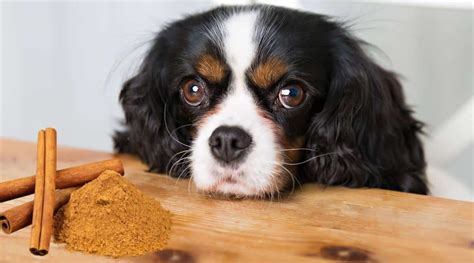 can dogs chew on cinnamon sticks