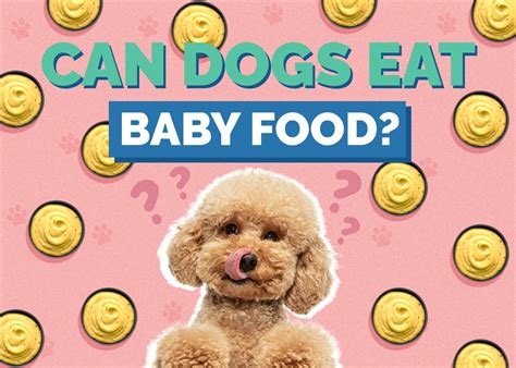 Can Dogs Eat Baby Cookies
