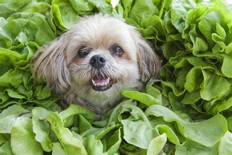 Dog Eating Cabbage YouTube