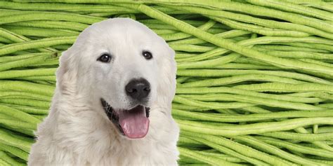 Can Dogs Eat Frozen String Beans