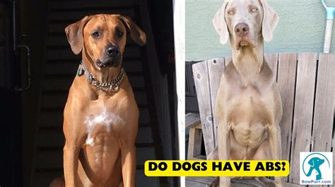 can dogs get abs