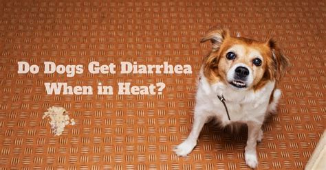 can dogs get diarrhea from heat