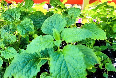 Can Dogs Have Catnip Herb