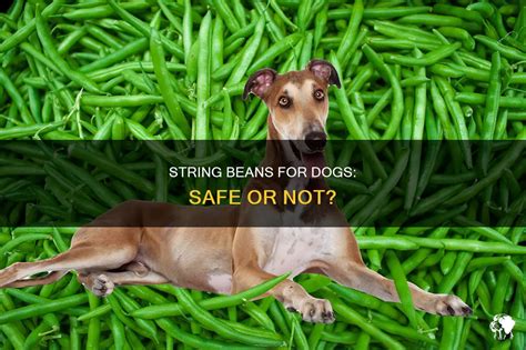 Can Dogs Have Cooked String Beans