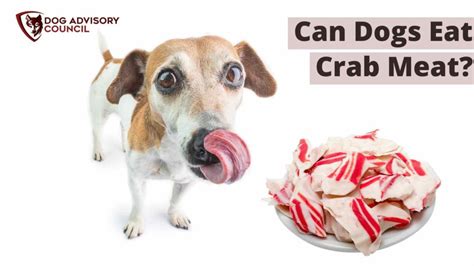 can dogs have crab legs meat