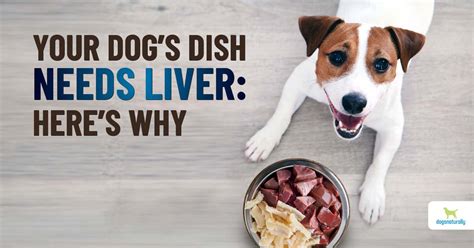 can dogs have liver sausage